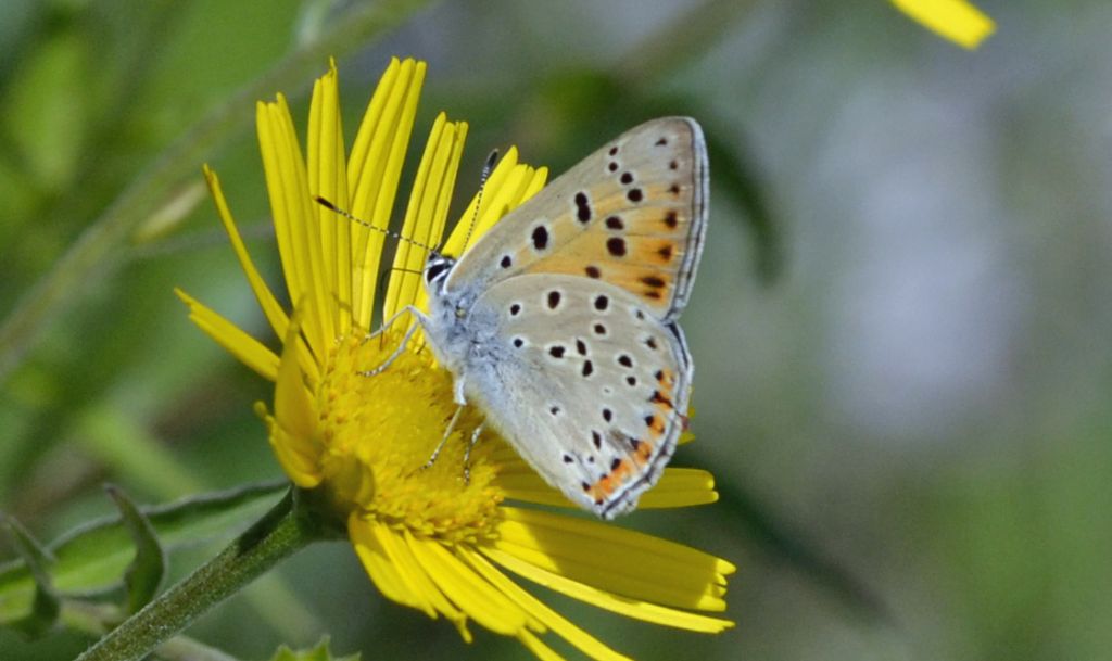 Lycaena alciphron?